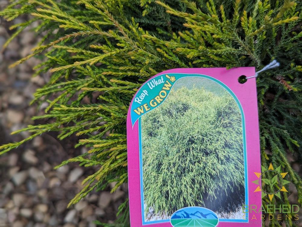 Sungold False Cypress