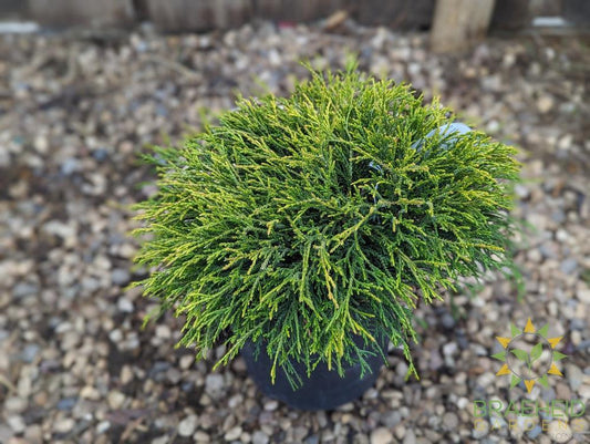 Sungold False Cypress