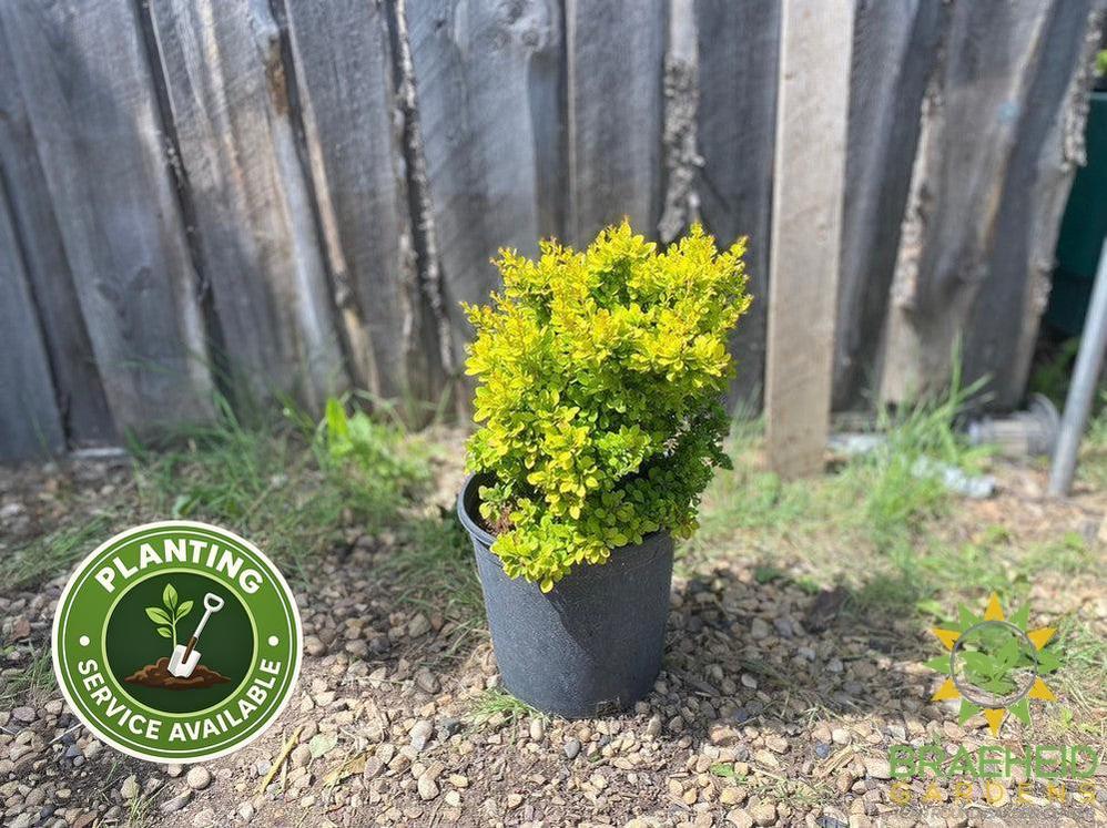 Sunsation® Japanese Barberry