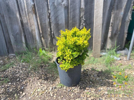Sunsation® Japanese Barberry
