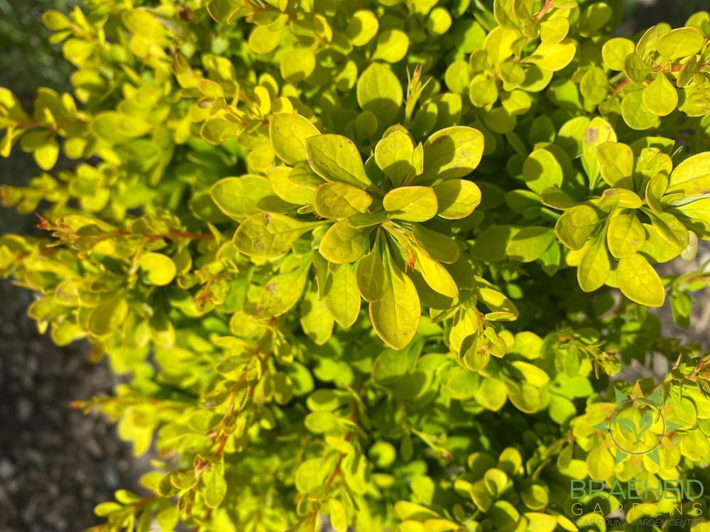 Sunsation® Japanese Barberry