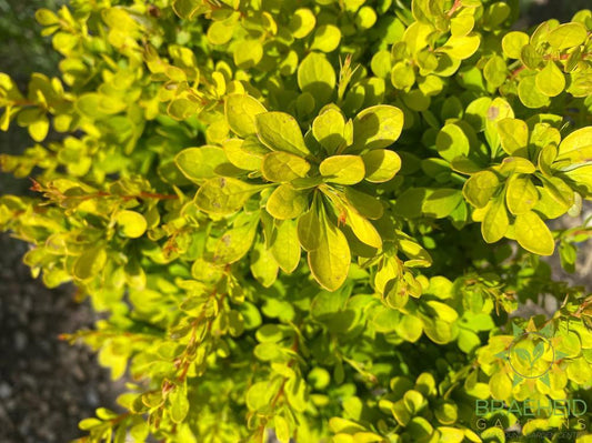 Sunsation® Japanese Barberry