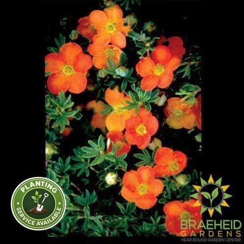 Sunset Potentilla
