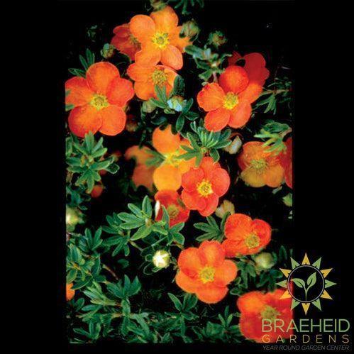 Sunset Potentilla