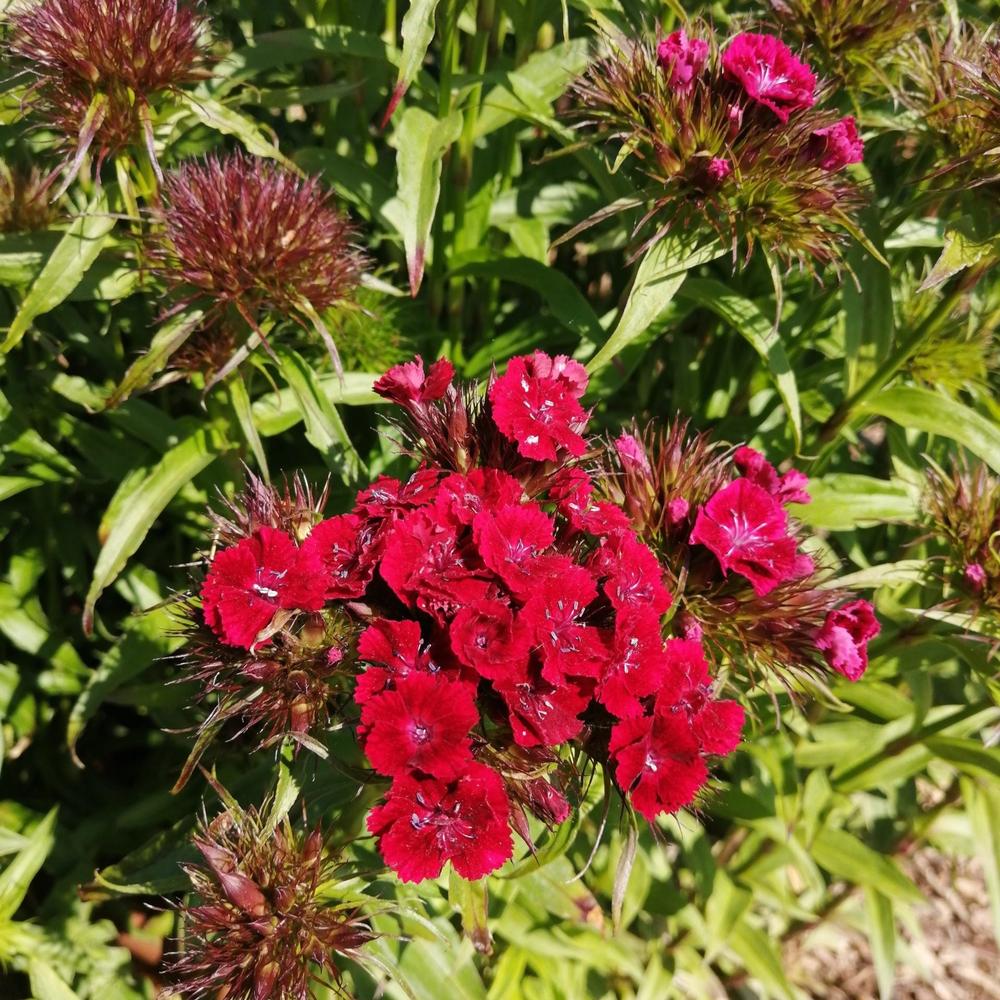 Sweet William