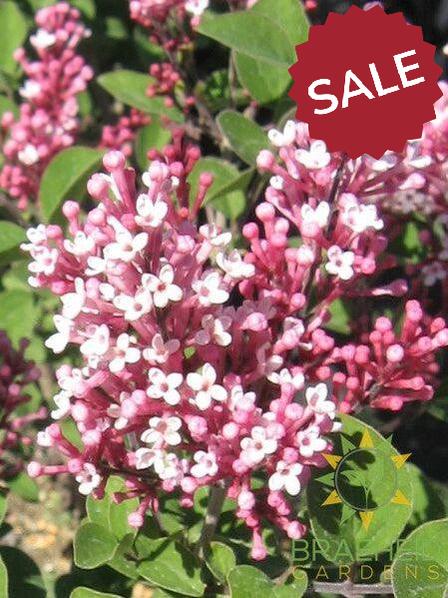 Tinkerbelle® Lilac Tree- Tree for sale, Grown in Grande Prairie -Braeheid Gardens Ltd. on Emerson Trail