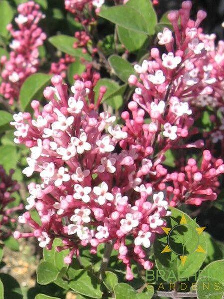 Tinkerbelle® Lilac Tree- Tree for sale, Grown in Grande Prairie -Braeheid Gardens Ltd. on Emerson Trail