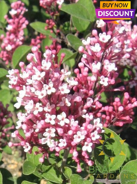 Tinkerbelle® Lilac Tree