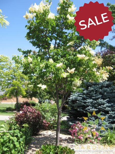 Ivory Silk Japanese Tree Lilac- Tree for sale, Grown in Grande Prairie -Braeheid Gardens Ltd. on Emerson Trail