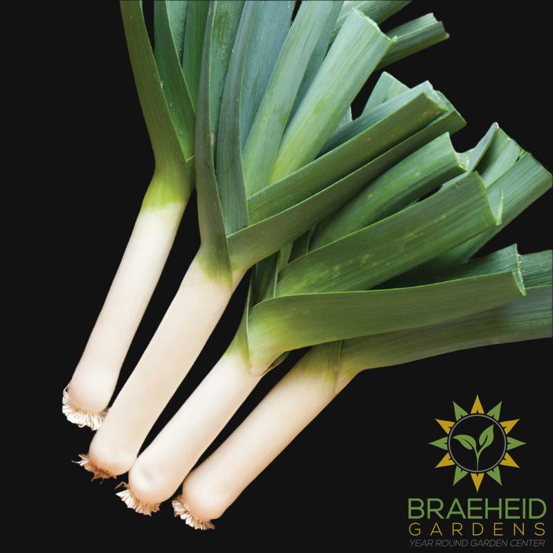 Tadorna Leek