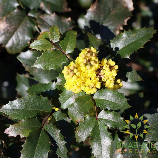 Tall Oregon Grape
