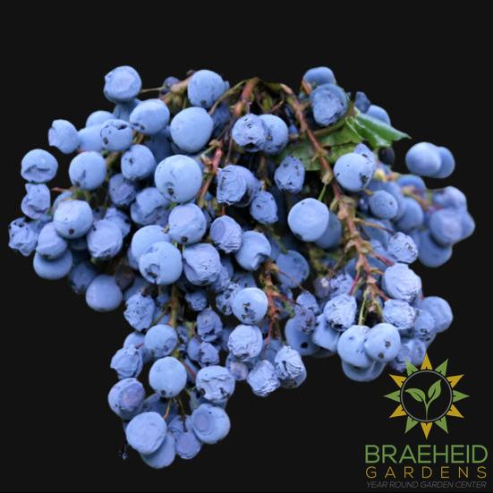 Tall Oregon Grape