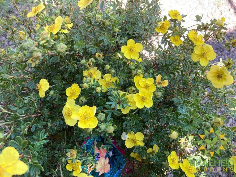 Tangerine Potentilla