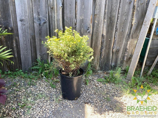 Tangerine Potentilla