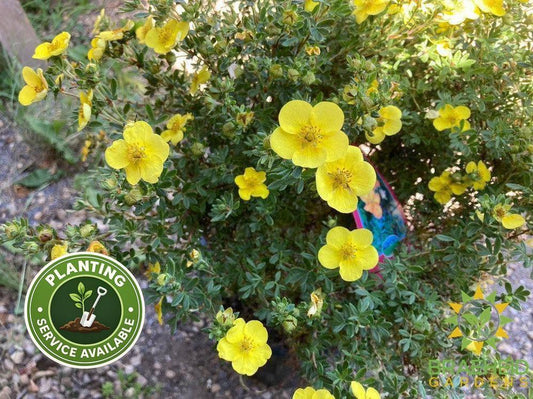 Tangerine Potentilla