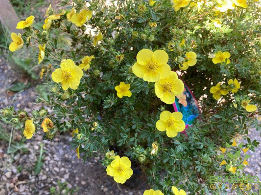 Tangerine Potentilla