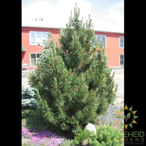 Tannenbaum Mugo Pine