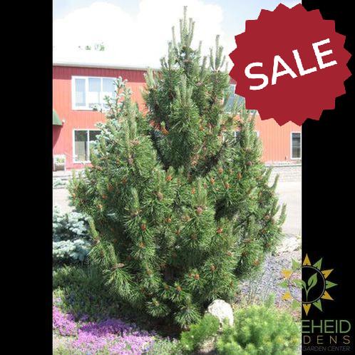 Tannenbaum Mugo Pine