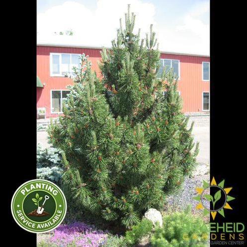 Tannenbaum Mugo Pine