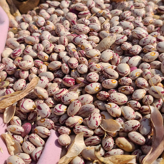 Taylor Horticultural Bush Bean