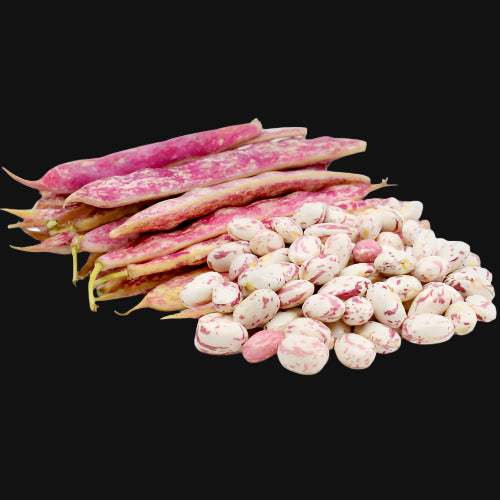 Taylor Horticultural Bush Bean