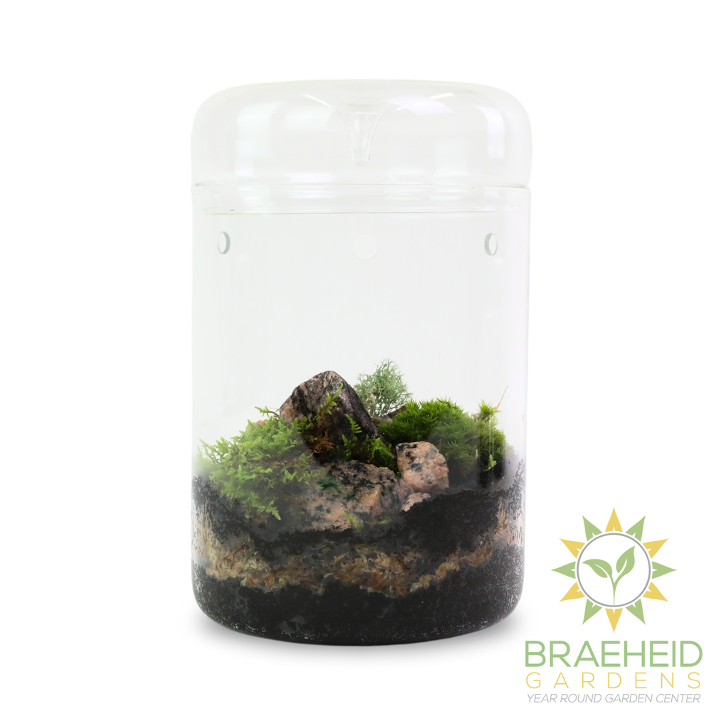 Natural Canadian Forest Moss - Revita-Moss™ (Pleurozium schreberi)