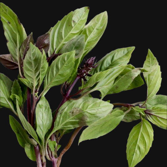 Thai Basil