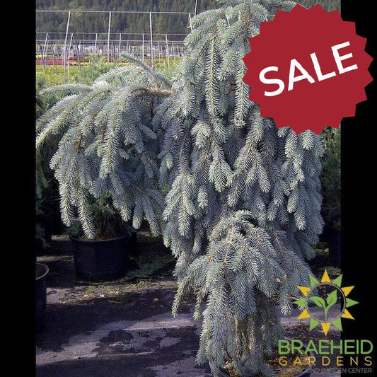 The Blues Weeping Colorado Spruce