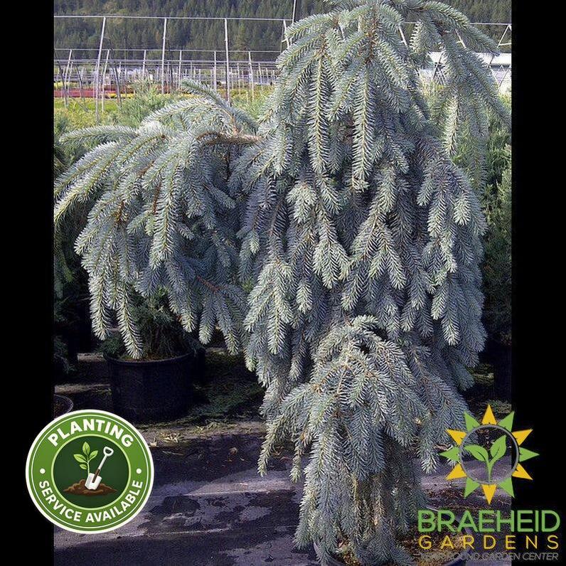 The Blues Weeping Colorado Spruce
