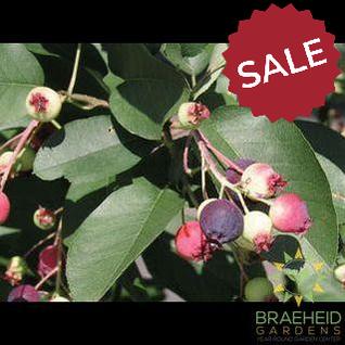 Buy Thiessen Saskatoon an Edible Shrub in Grande Prairie Alberta - Braeheid Gardens Ltd.