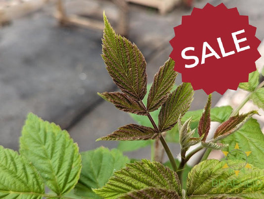 Buy Thornless Raspberry Joan J an Edible Shrub in Grande Prairie Alberta - Braeheid Gardens Ltd.