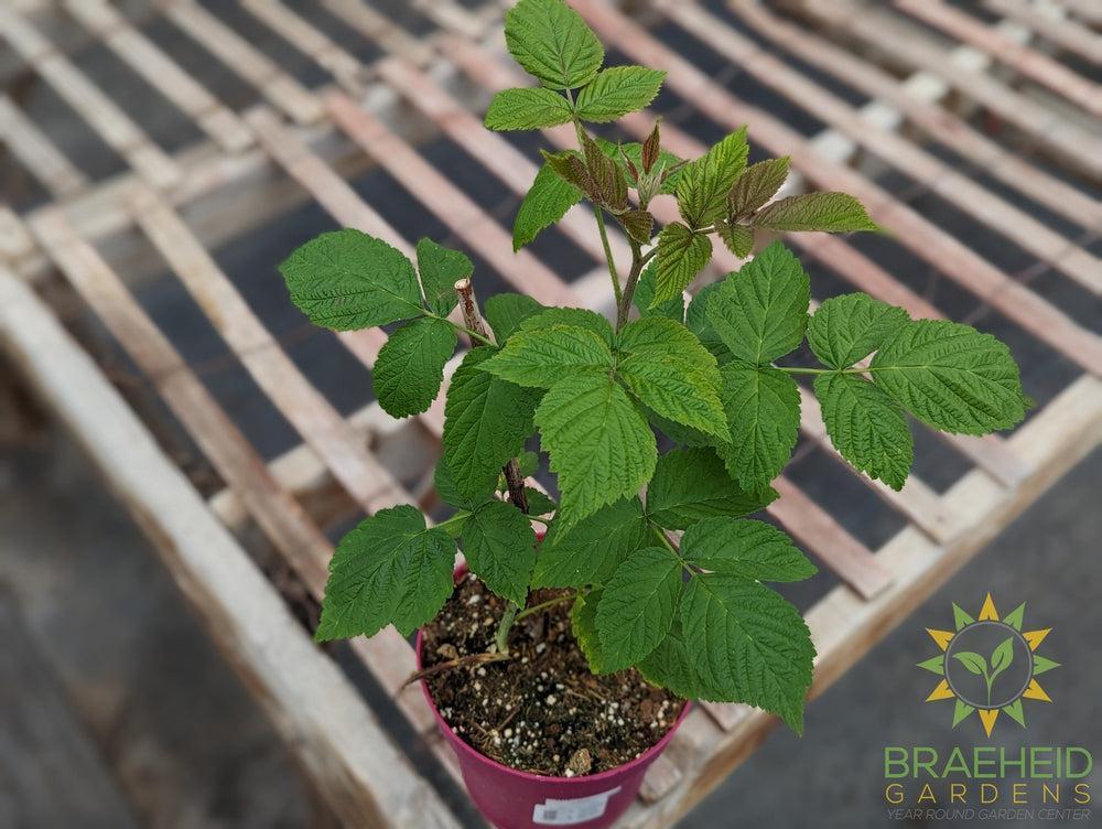 Buy Thornless Raspberry Joan J an Edible Shrub in Grande Prairie Alberta - Braeheid Gardens Ltd.