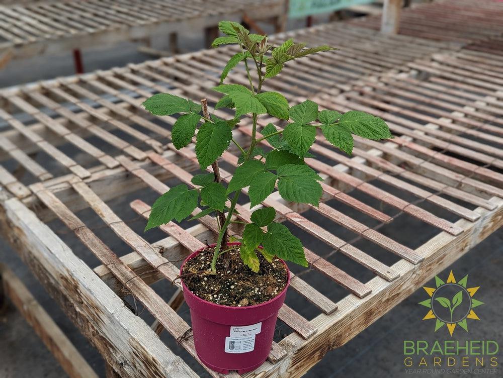 Buy Thornless Raspberry Joan J an Edible Shrub in Grande Prairie Alberta - Braeheid Gardens Ltd.