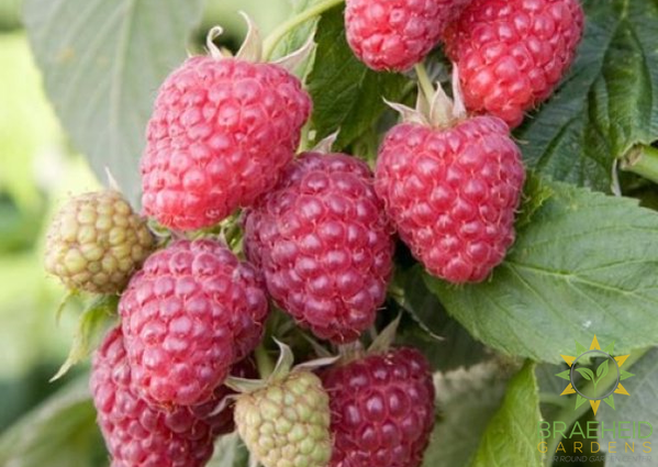 Buy Thornless Raspberry Joan J an Edible Shrub in Grande Prairie Alberta - Braeheid Gardens Ltd.