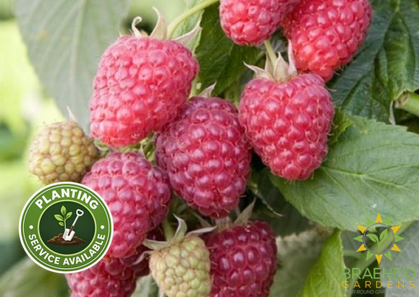 Buy Thornless Raspberry Joan J an Edible Shrub in Grande Prairie Alberta - Braeheid Gardens Ltd.