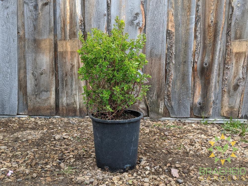 Three-Lobed Spirea