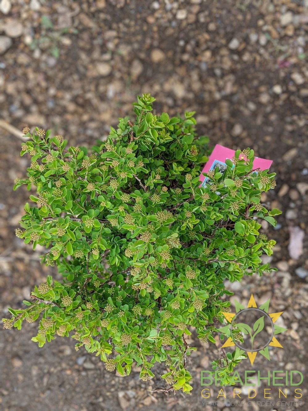 Three-Lobed Spirea