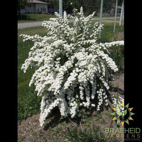 Three-Lobed Spirea
