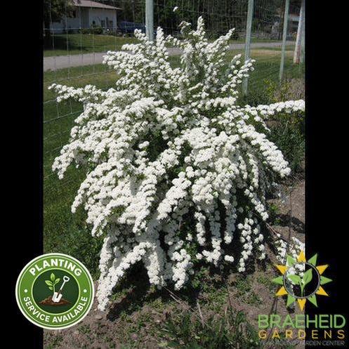 Three-Lobed Spirea