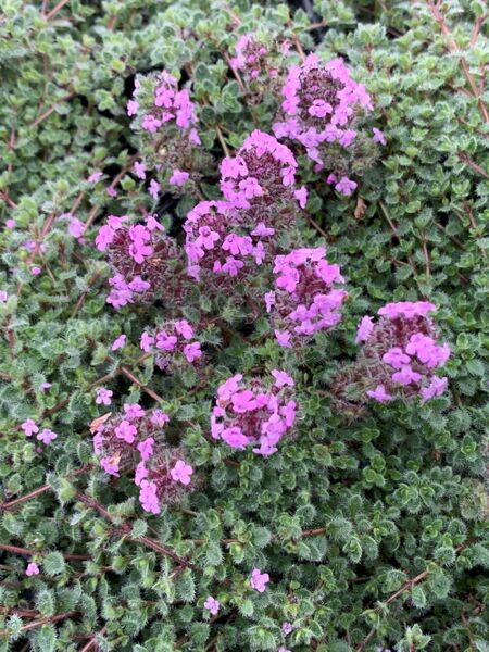 Woolly Thyme