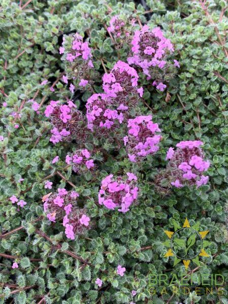 Woolly Thyme