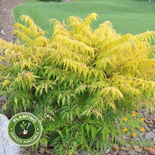 Tiger Eyes® Staghorn Sumac