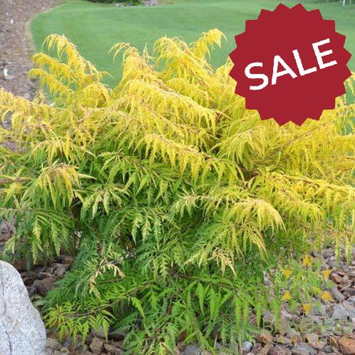Tiger Eyes® Staghorn Sumac