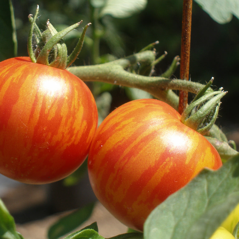 Tiger Tom Tomato