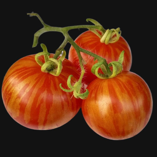 Tiger Tom Tomato