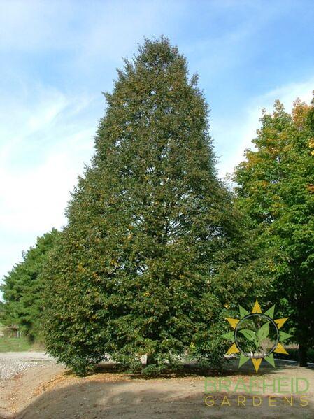 Corinthian Little Leaf Linden