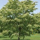 Harvest Gold Linden