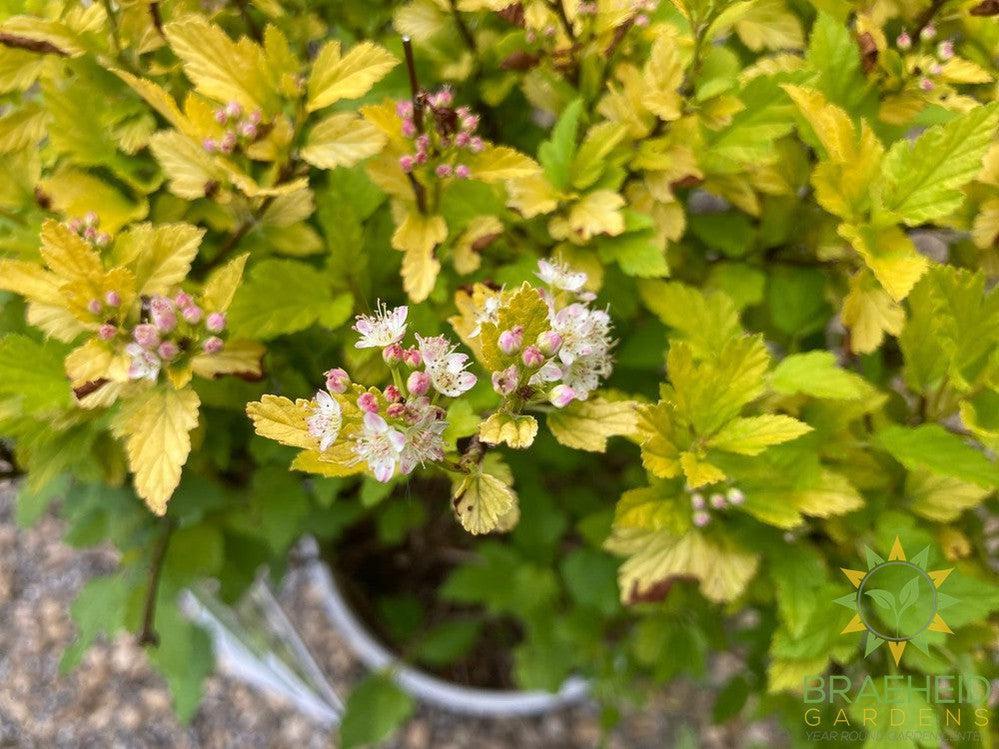 Tiny Wine® Gold Ninebark