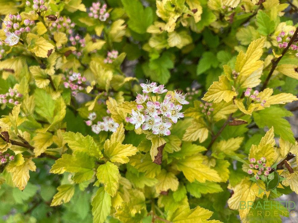 Tiny Wine® Gold Ninebark