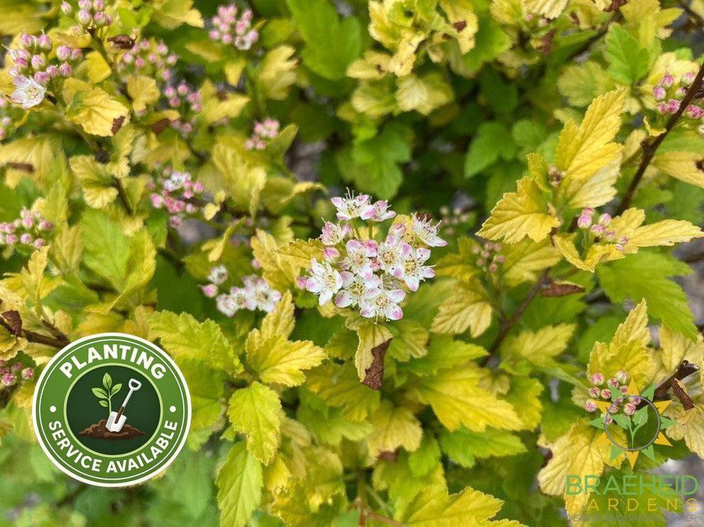 Tiny Wine® Gold Ninebark